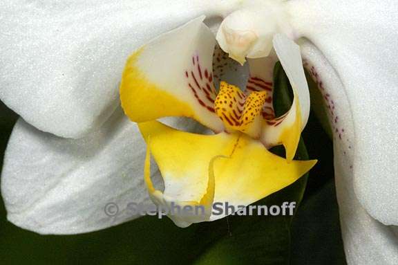 phalaenopsis 5 graphic